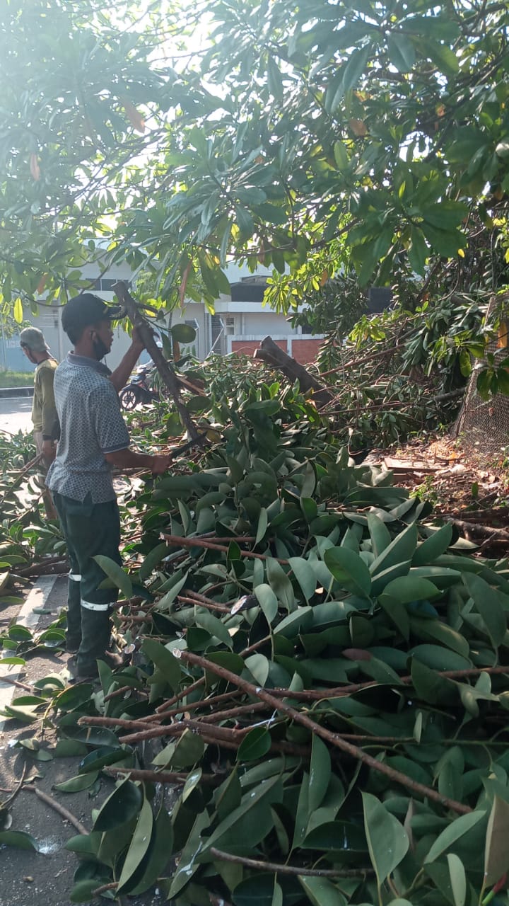 Jasa Tebang Pohon Jakarta,Jasa Potong Pohon DKI Jakarta,jasa Tebang ...