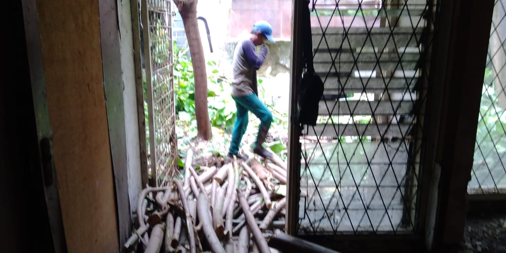 jasa-tebang-pohon-semarang
