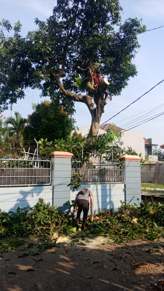 jasa-tebang-pohon