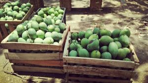 distributor-buah-mangga