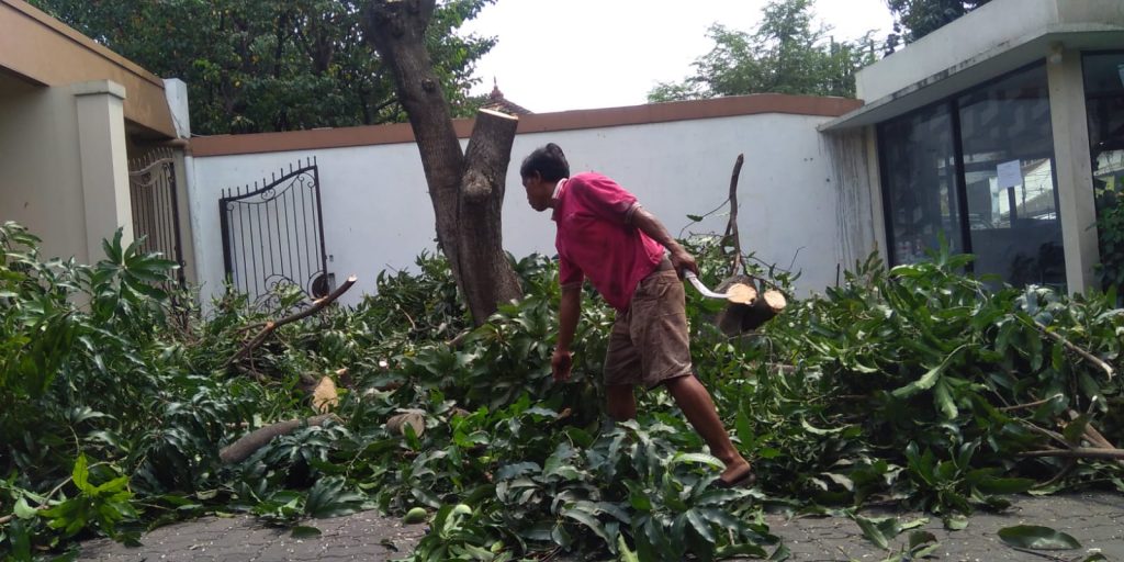 jasa-pangkas-pohon-padang