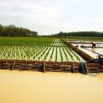 pertanian-padi-basmati