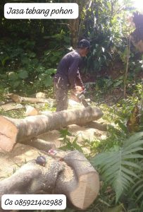 jasa tebang pohon profesional jepara