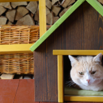 Kucing beristirahat di atas bantal lembut, menikmati kenyamanan di rumah.