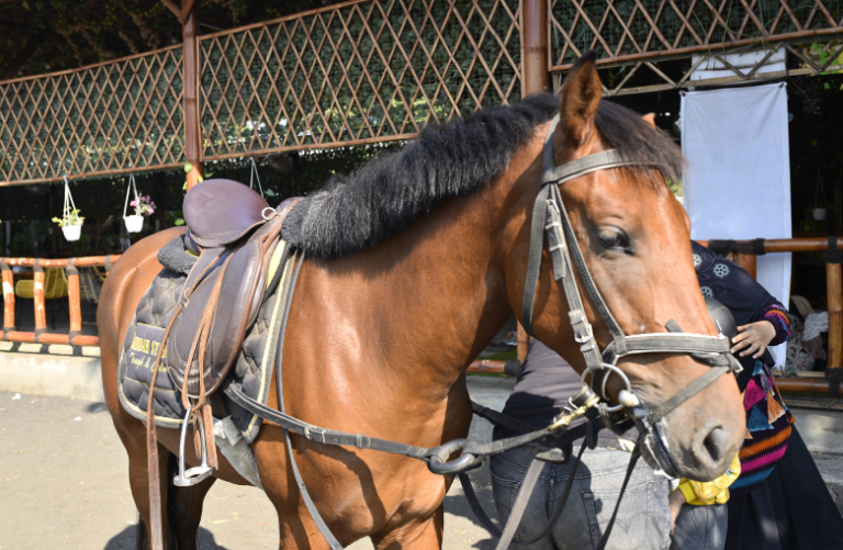 Kuda: Sahabat Setia Manusia Sejak Dulu